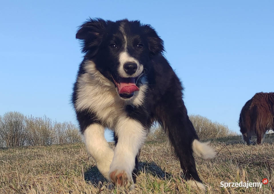 NUKA Rasowa Suczka BORDER COLLIE z Hodowli Iwonicz