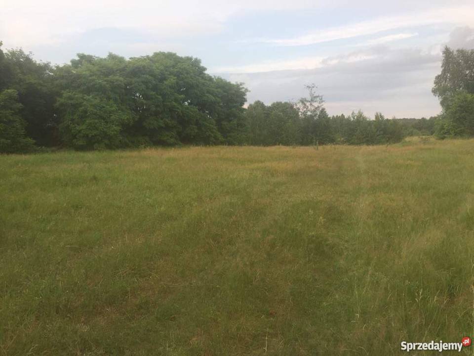 Działka rolnosiedliskowa 50300 m2 Pilicą 50300m2 Grunty i działki Łęg Ręczyński