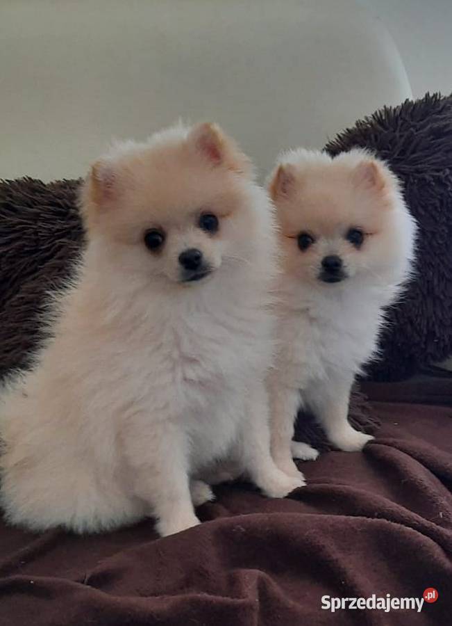 Przepiękne niedźwiadki rasy pomeranian Radom