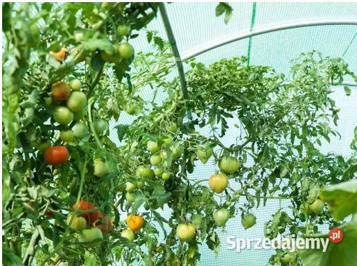 TUNEL foliowy OGRODOWY zielony UV4 3x2x2m 6m2 Kielce sprzedam