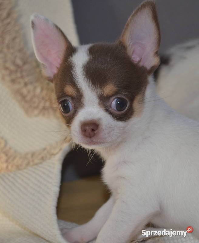 CHIHUAHUA ŚLICZNE SUNIA PIESEK Warszawa