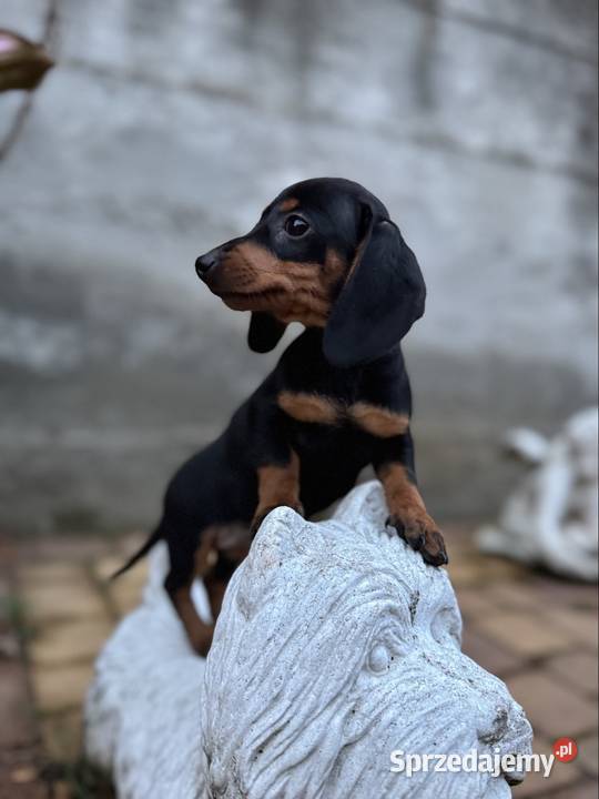 Wyjątkowa sunia Jamnik miniaturowy standard Dąbrowa Górnicza