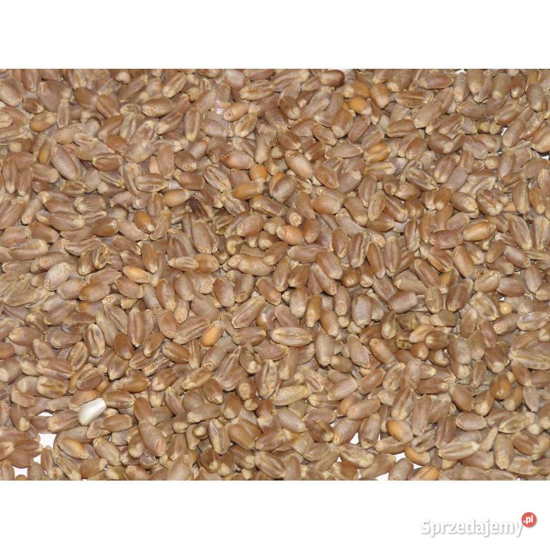 Pszenica i pszenżyto centrali workowane 25