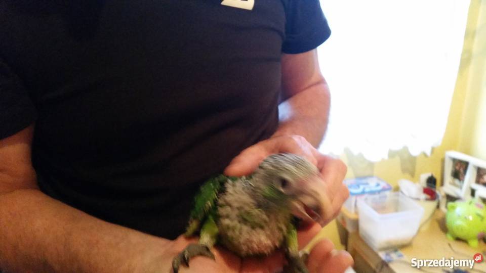 Amazonka niebieskoczelna ręcznie karmiona Pozostałe dolnośląskie