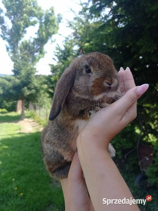 Króliczki Mini Lop Jaśliska