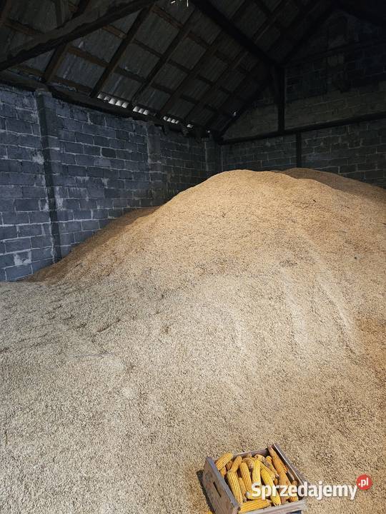 Owies jary około 50 ton Odmiana Bingo i Rambo Turów sprzedam