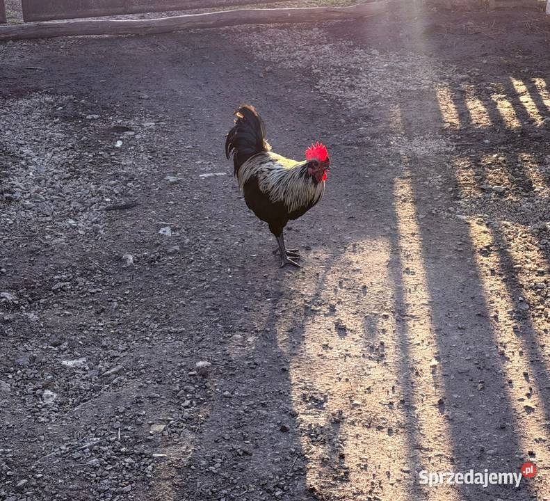 Kaczki kaczory koguty Własna sprzedam