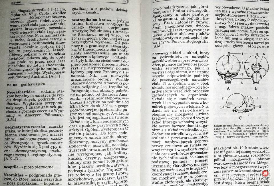 Ptaki Mały słownik zoologiczny Tom 12 Przemysław Chełm sprzedam