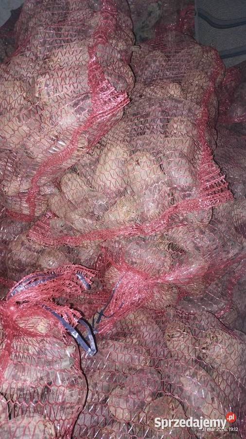 Buraczki czerwone podłużne i okrągłe 300 Malkowice