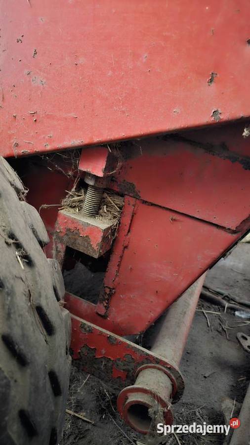 Prasa morra Rolujące (belujące) Ostrówki
