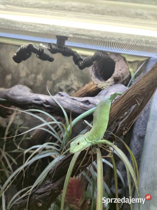 Gastropholis prasina 12 Starachowice