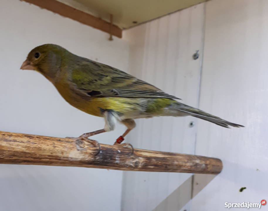 Kanarek kanarki timbrador Nasielsk