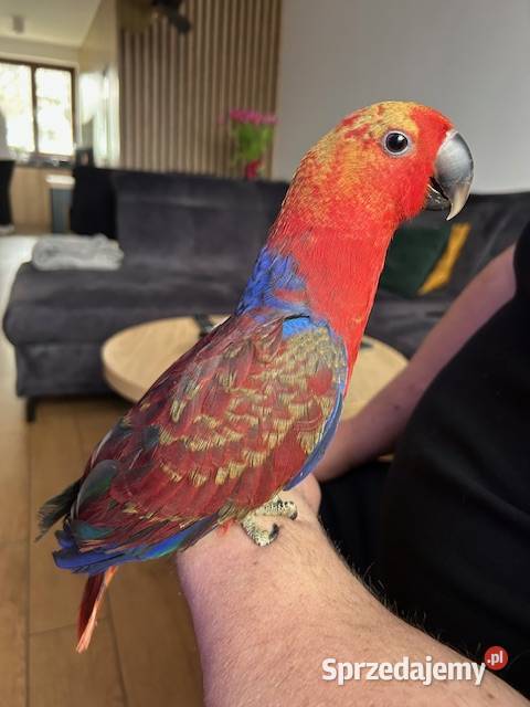 LORA WIELKA samica wykarmiona ręcznie oswojona Rawicz