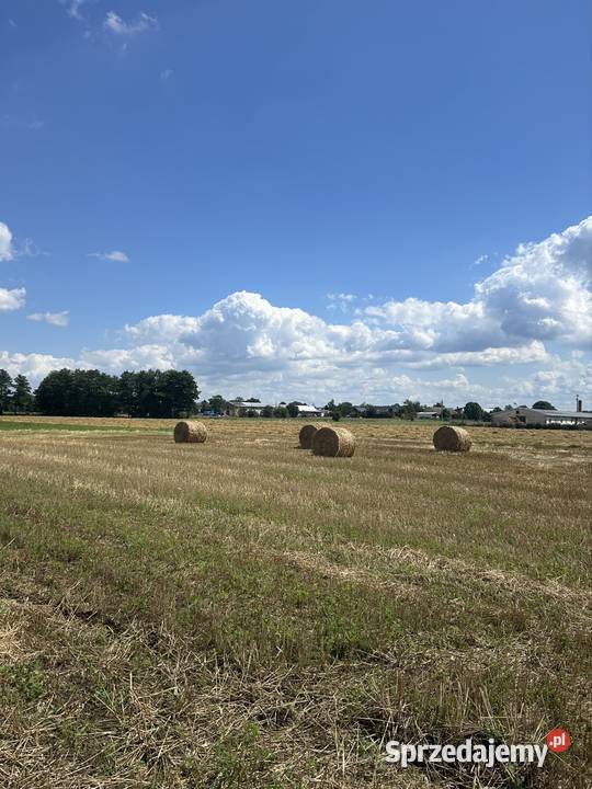 Sloma żytnia Odolanów