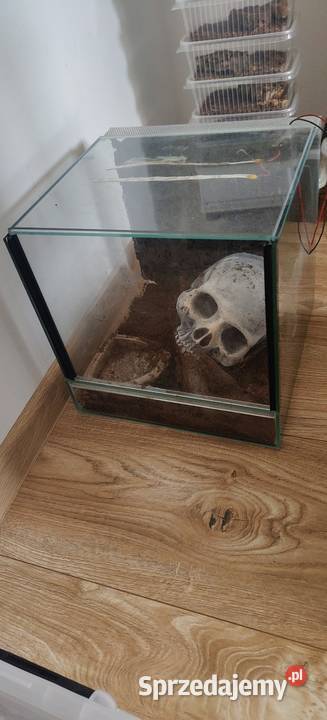 Terrarium 30 3030 z czaszka śląskie