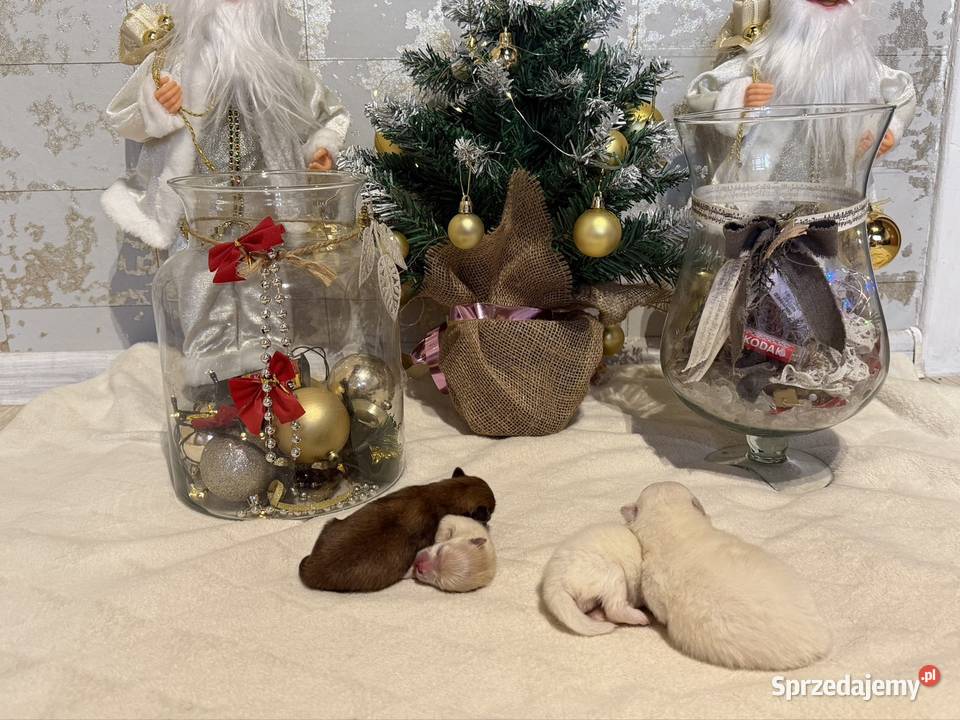 Szpic miniaturowy ciemny chłopczyk Zwierzęta Poniszowice