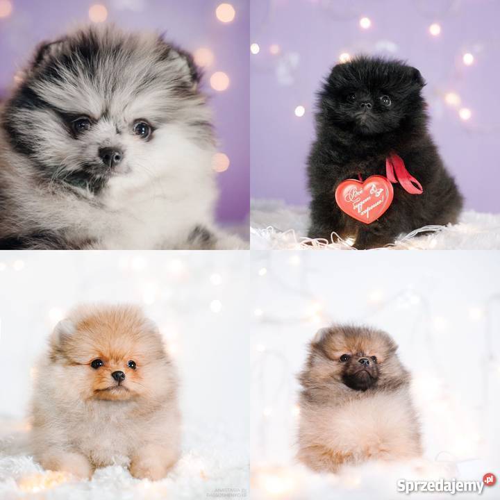 Szpic miniaturowy POMERANIAN Białystok sprzedam