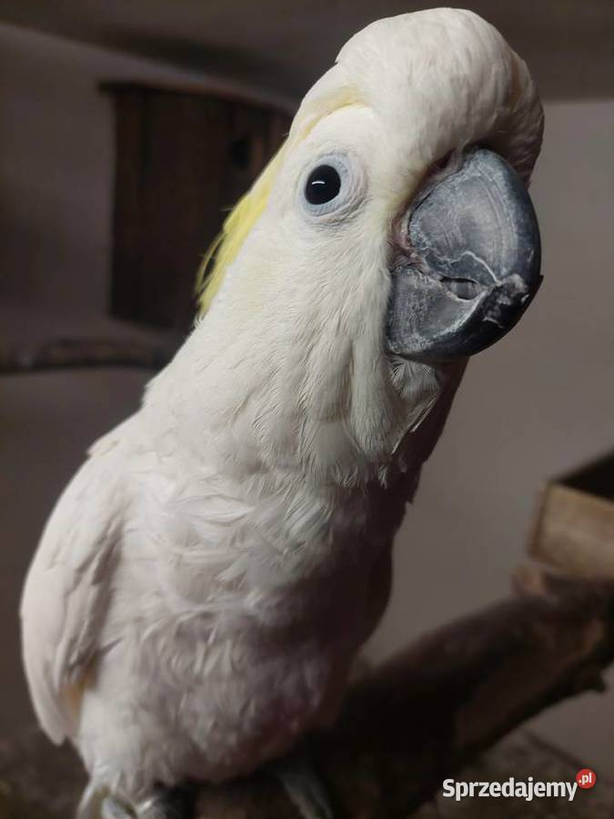 Kakadu źółtoczube Grodzisk Wielkopolski sprzedam