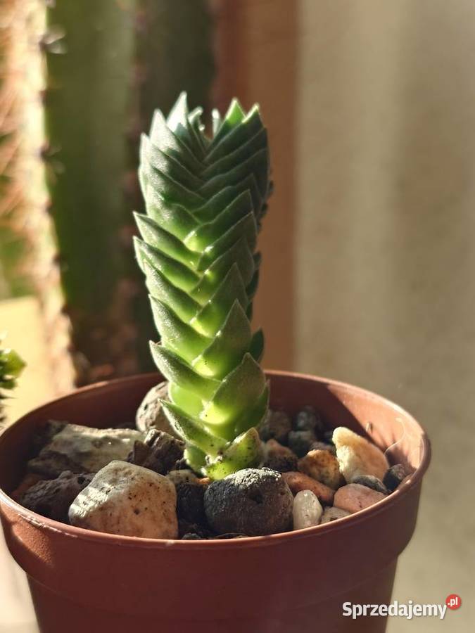 Crassula Kimnachi Buddhas Temple grubosz Kaktusy i sukulenty Warszawa sprzedam