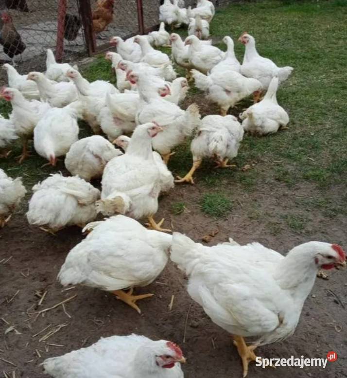 Kurczaki brojlery tuszki pomorskie