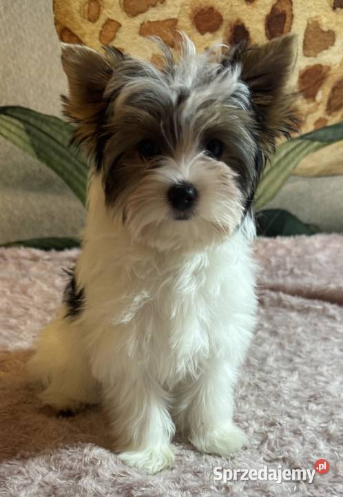 Suczki Biewer Yorkshire Terrier FCI ZKwP dolnośląskie Głuszyca