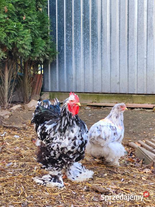 Koguty Kochin Olbrzymi Kramarzówka