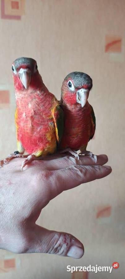 Rudosterki ręcznie karmione