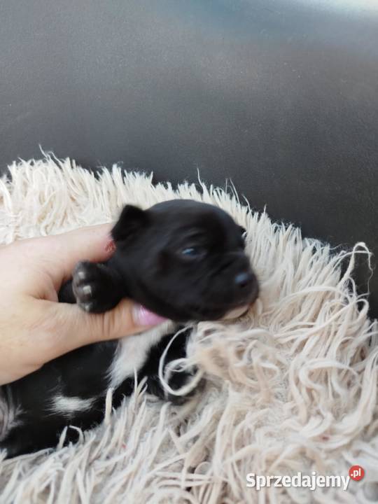 Chichuahua piesek Nowy Dwór Mazowiecki sprzedam