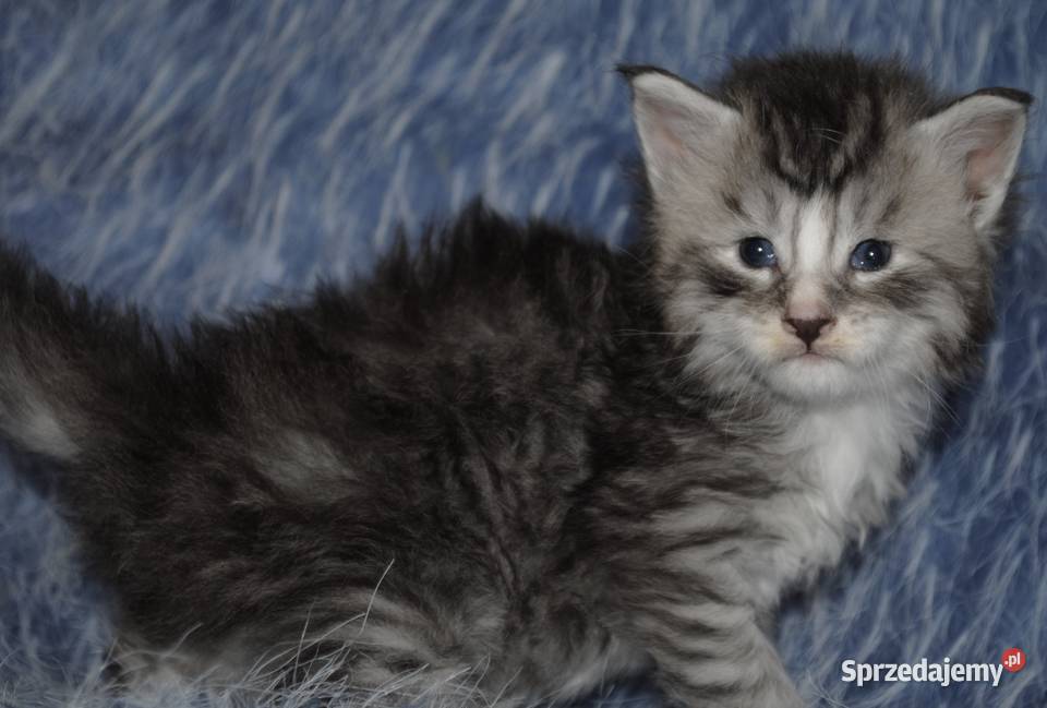 Kociaczki maine coon