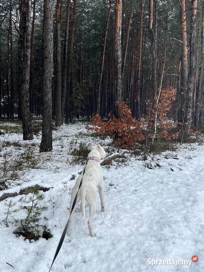 Młody Dog Argentyński Żarki-Letnisko