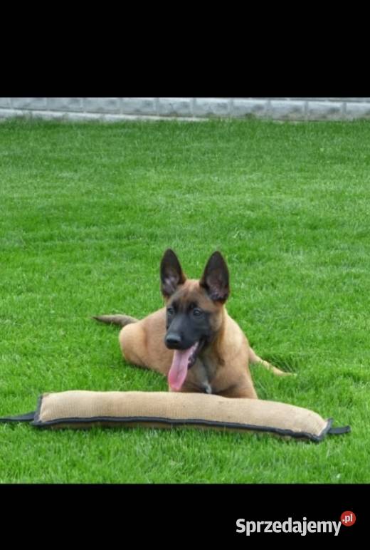 Owczarek belgijski malinois Owczarek Kielce