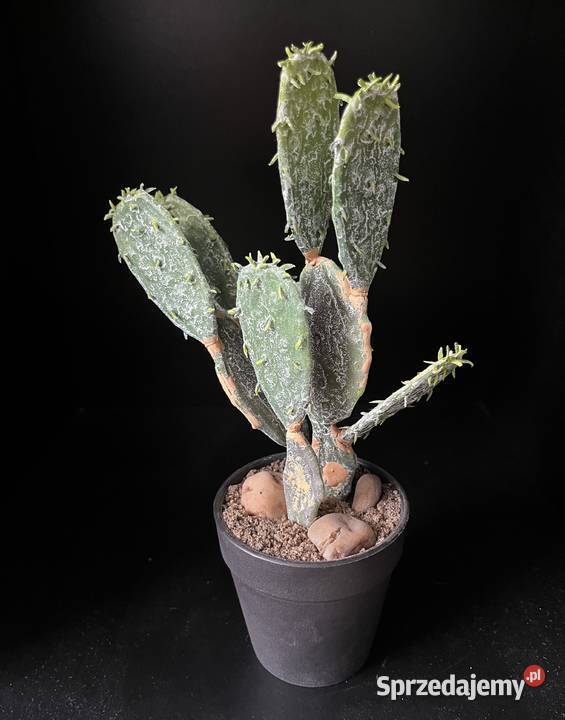 Sztuczny kaktus w doniczce roślina opuncja mazowieckie Warszawa