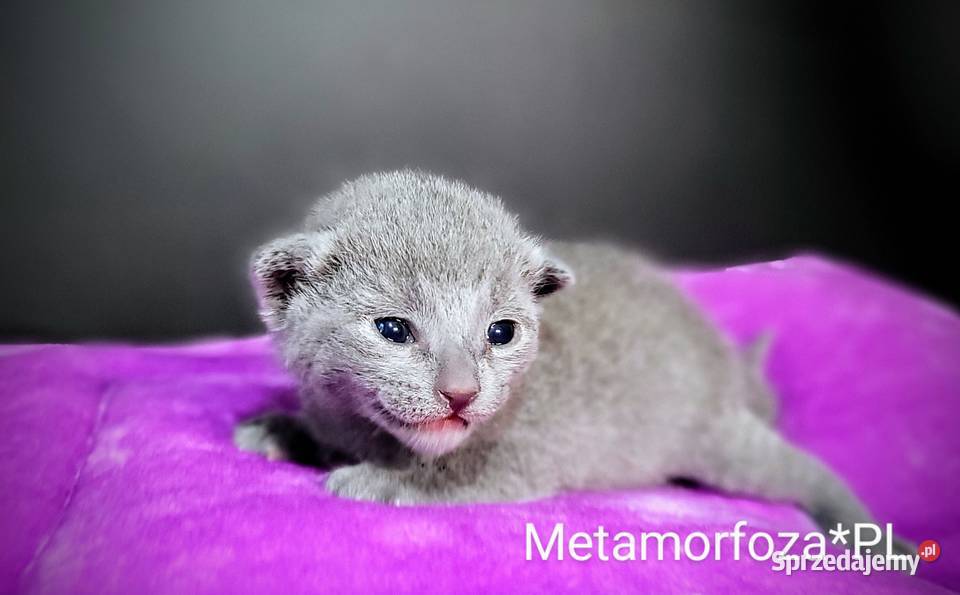 Kocięta rosyjskie niebieskie Legionowo sprzedam