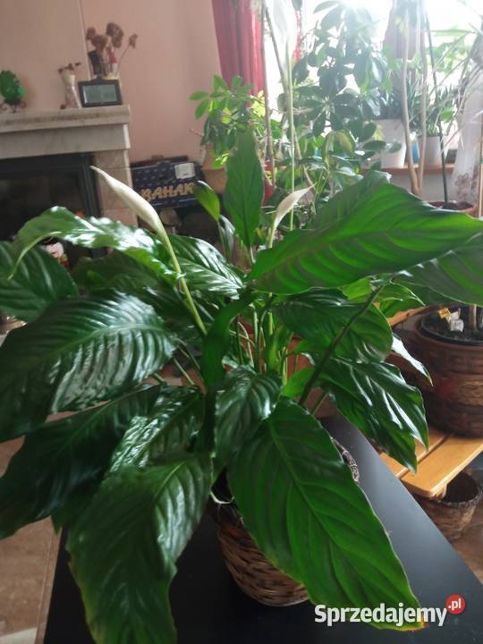 Skrzydłokwiat duży roślina domowa Nowy Sącz