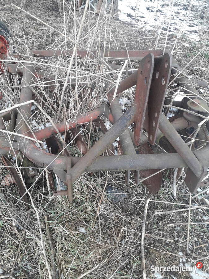 Talerzówka polska Dziadkowo