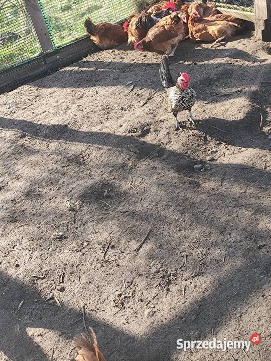 Mocne i zdrowe koguciki Czwerek gotowe do Kościan