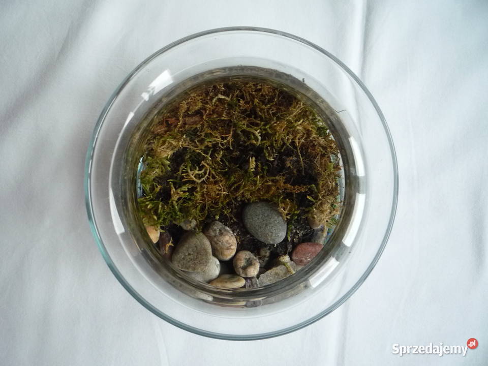 Ogród Las w szkle w słoiku zachodniopomorskie Szczecin sprzedam