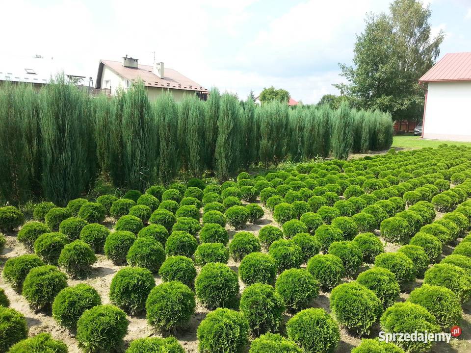 Tuja Danica Kula Iglaste Rzeszów