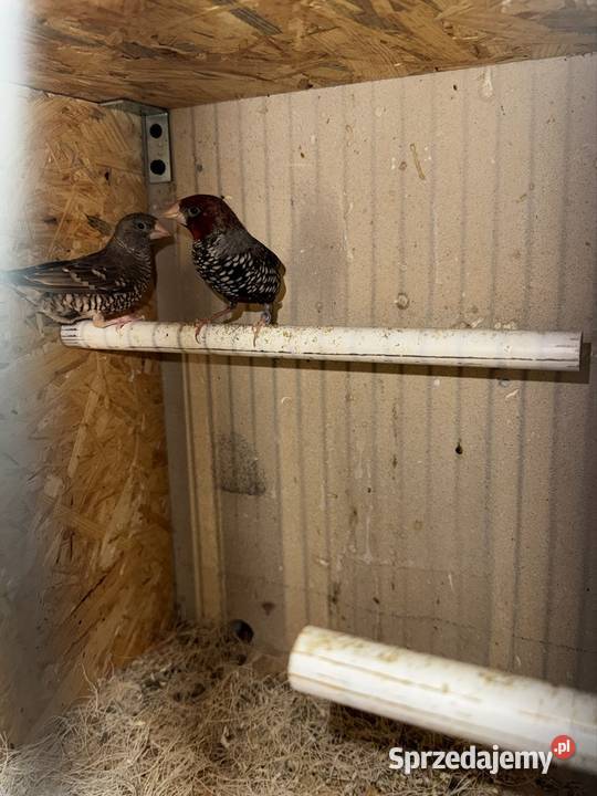 Amadyny Czerwonogłowe małopolskie Skała sprzedam