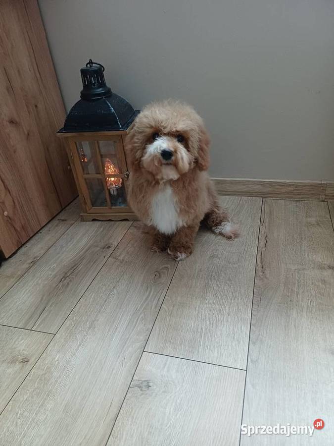 Maltipoo hybryda F1 suczka Starogard Gdański sprzedam