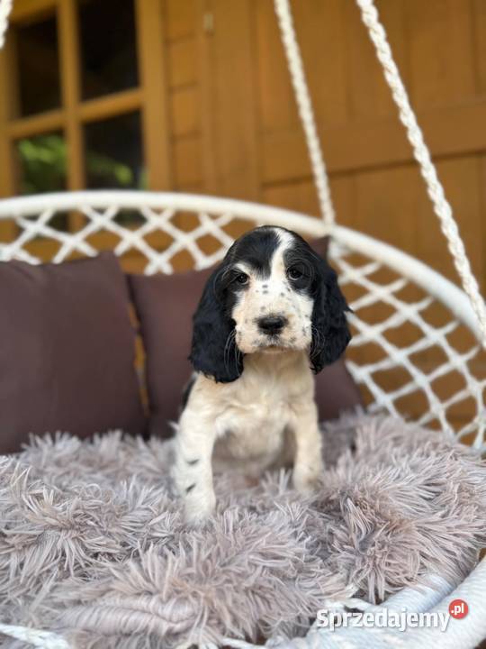 Piękny piesek Cocker Spaniel Angielski z Warszawa