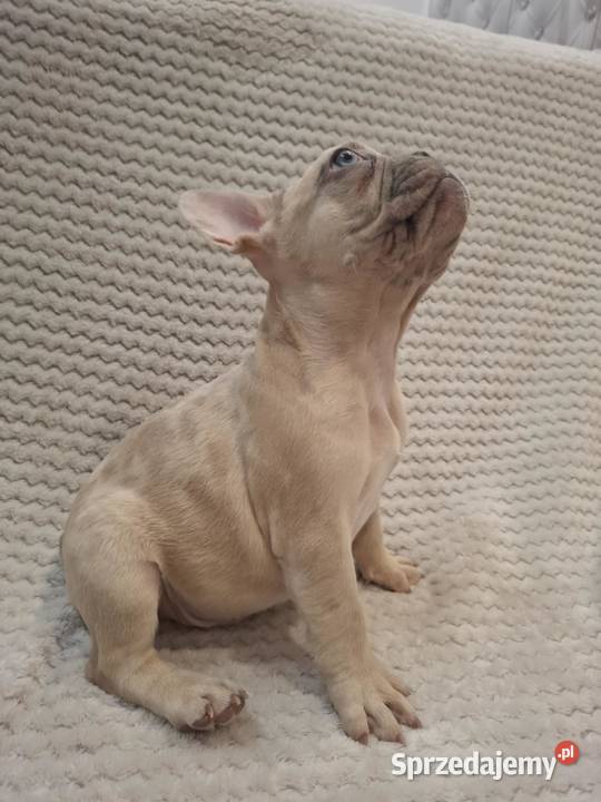 Buldog francuski wyjątkowy kolor Buldog Wronki