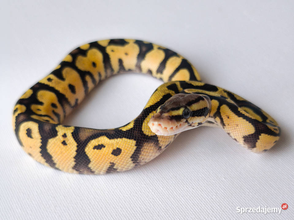 Pyton królewski Firerfly Fire Pastel Python Gady i płazy mazowieckie