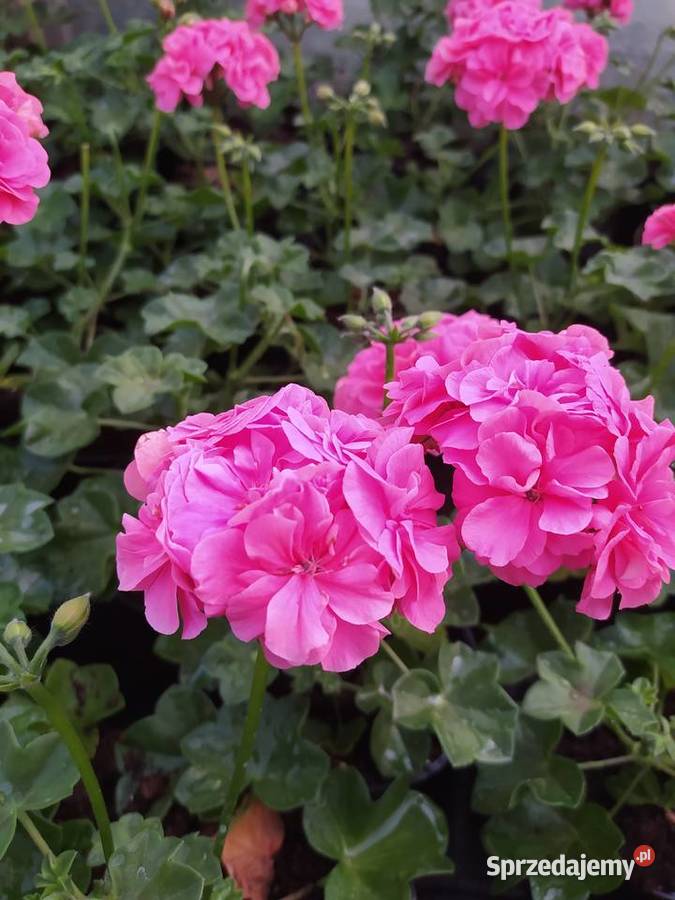 Pelargonie begonie surfinie i inne sprzedam