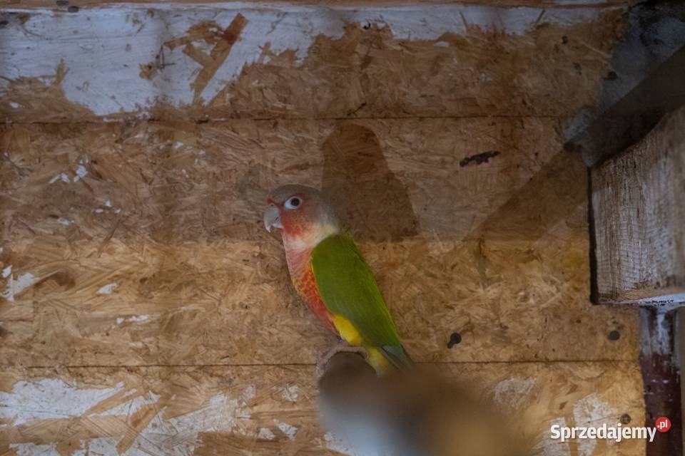 Papugi Rudosterki Red Face Para sprzedam