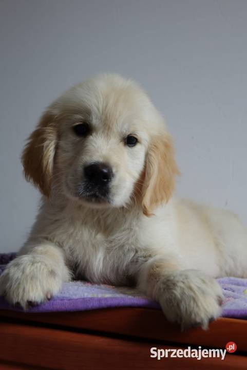 Golden Retriever gotowe do odbioru opolskie Tułowice