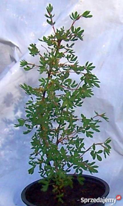 Pięciornik krzewiasty Goldstar Rośliny Rośliny Bydgoszcz