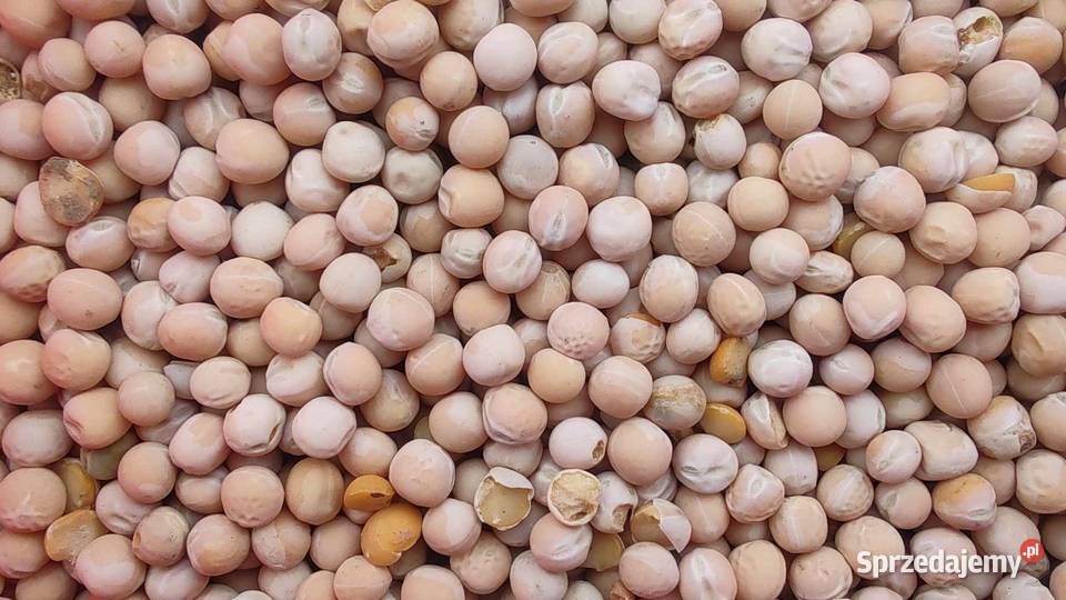 Groch Salamanca lubelskie Tuszów sprzedam