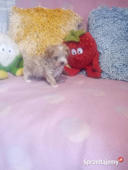 Maltipoo Pudel Maltańczyk mini suczka