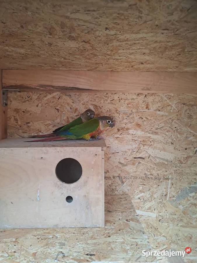 Rudosterki papugi Czernica sprzedam